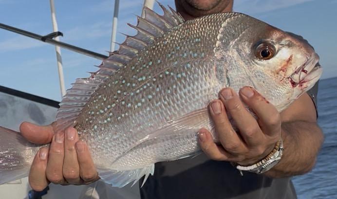 Pink Snapper catch