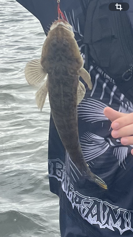 Flathead catch