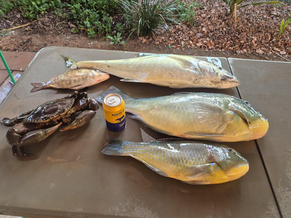 Baldchin Groper catch