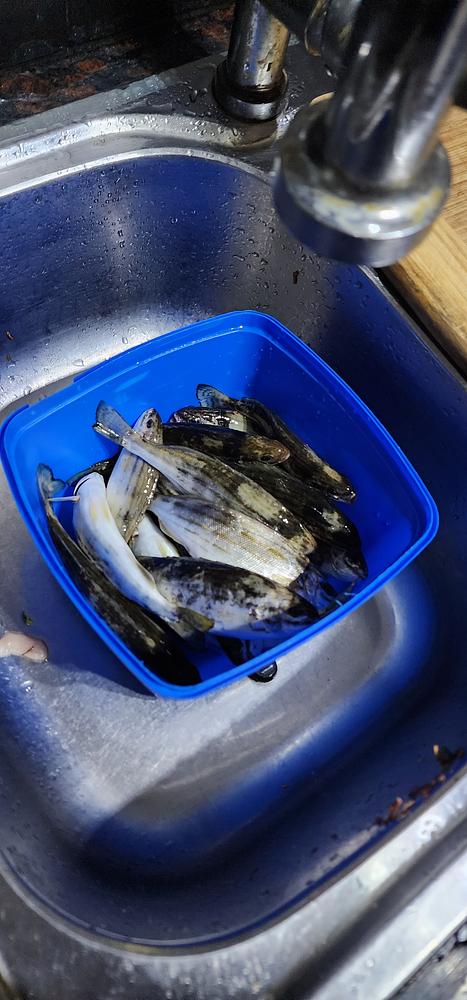 Redfin Perch catch