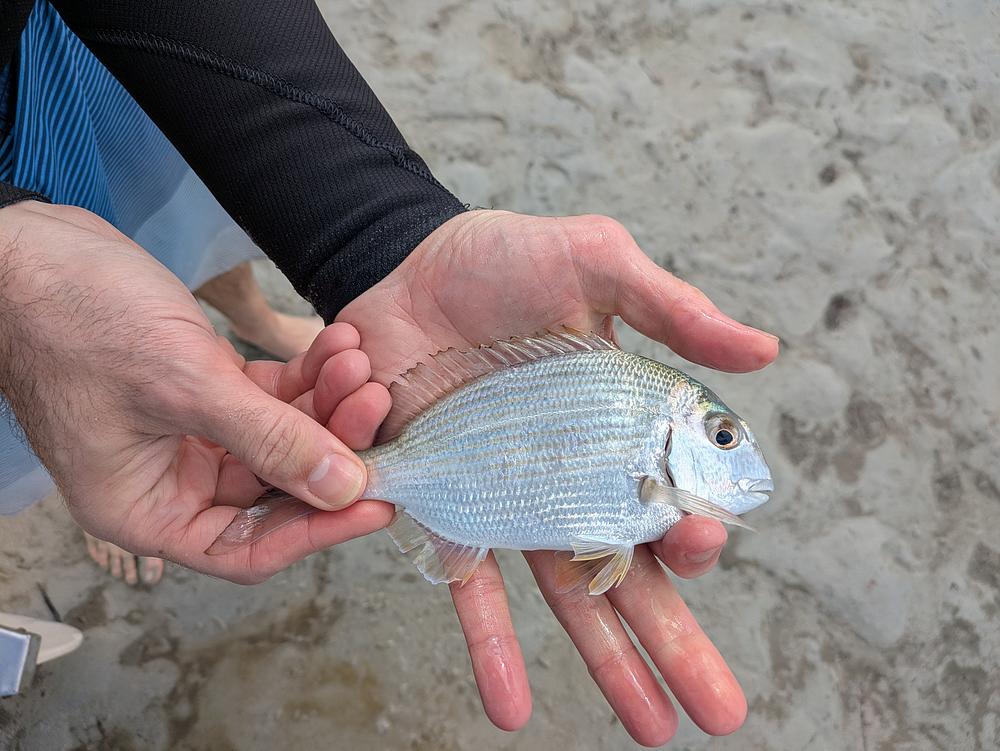 Tarwhine catch