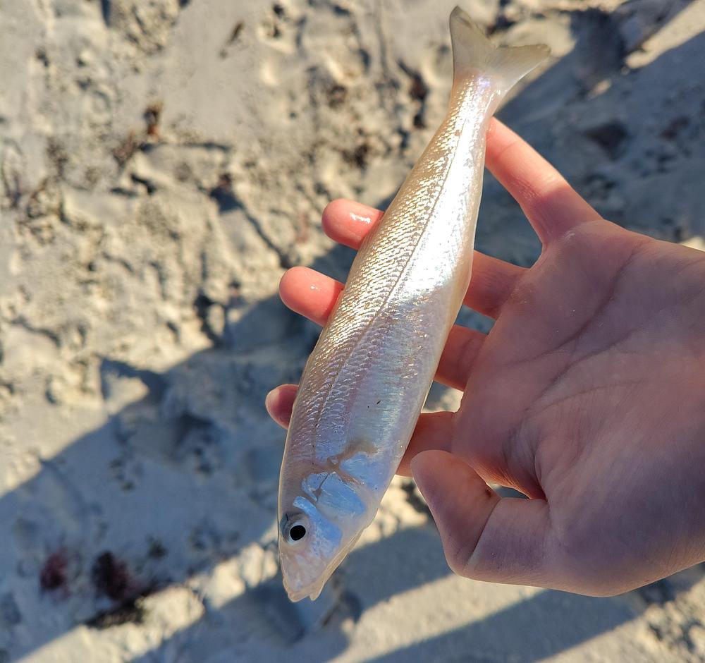 Yellowfin Whiting (Sand Whiting) catch