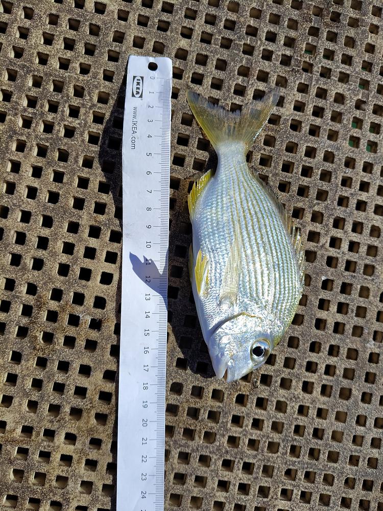 Tarwhine catch