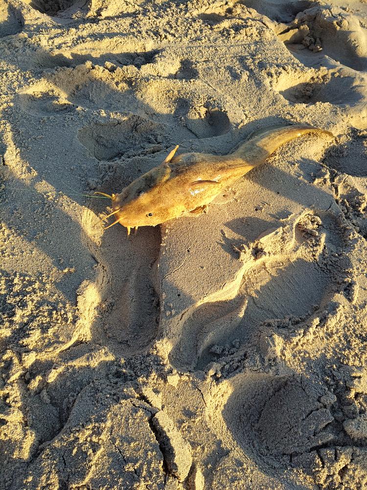 Cobbler catch