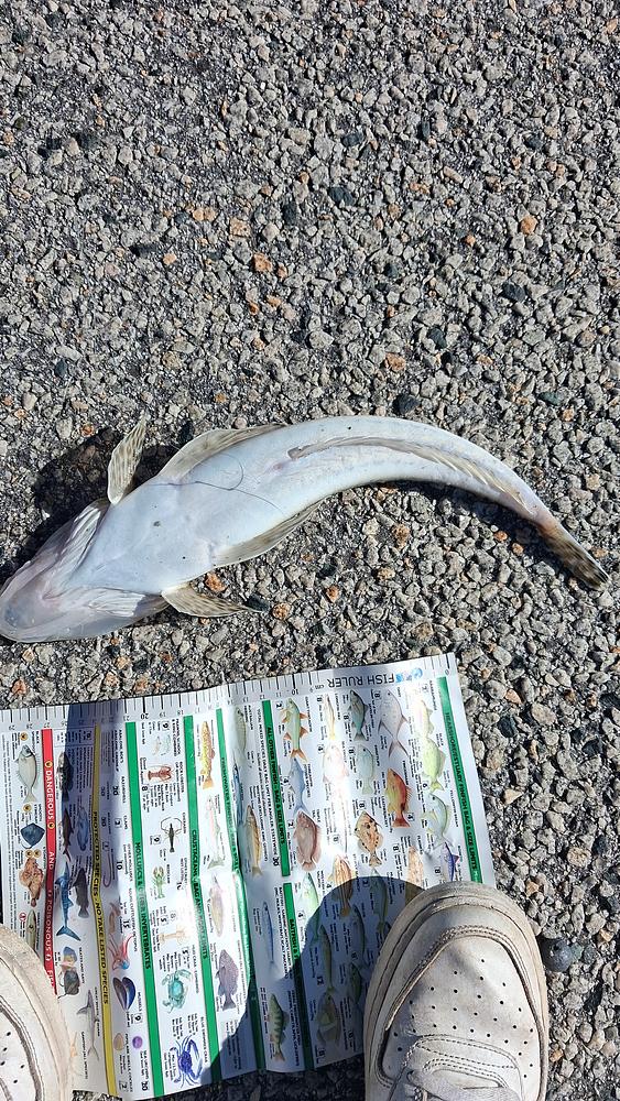 Flathead catch
